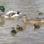 Ducks